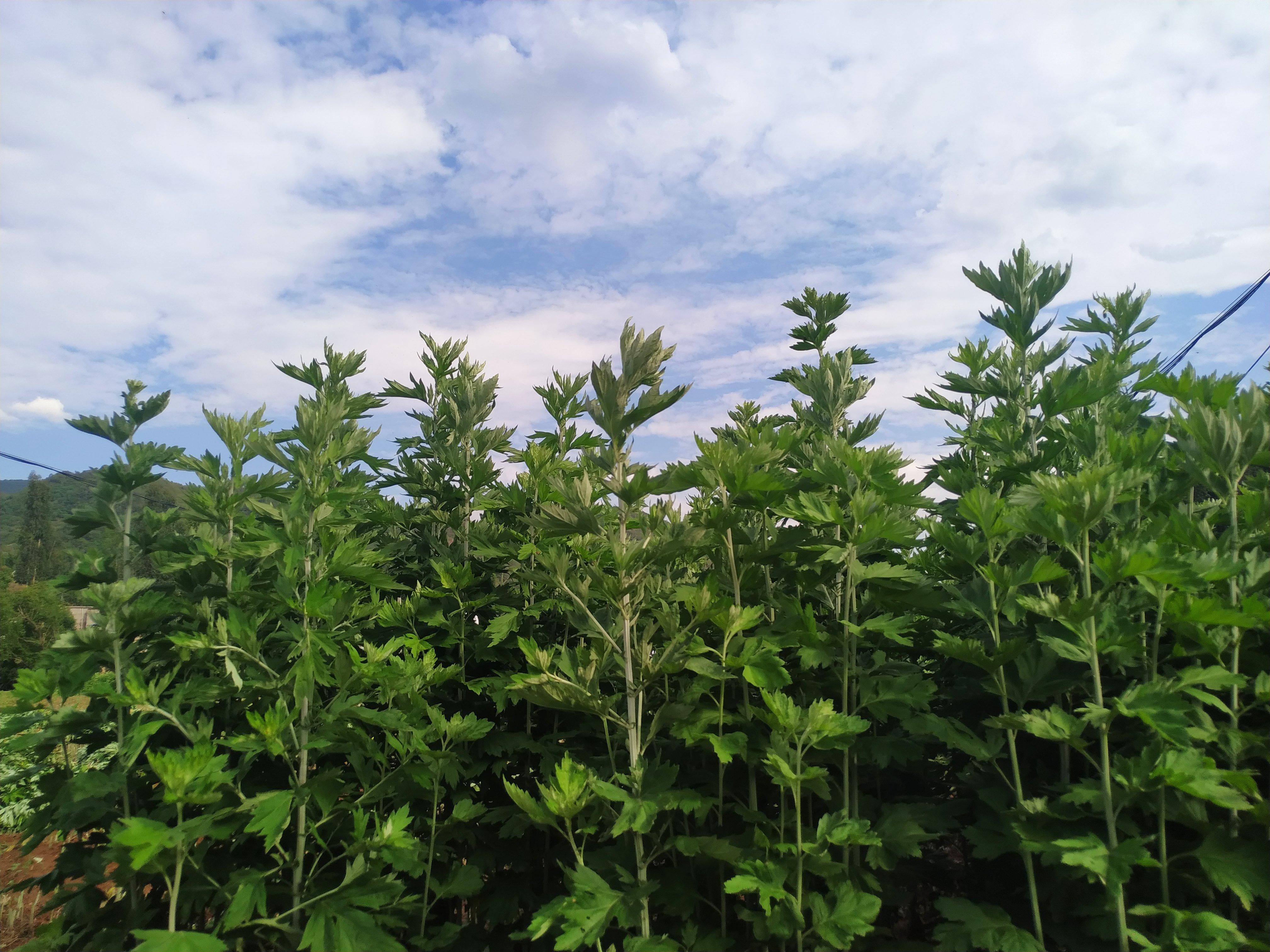 會(huì)東新貌揭秘，隱藏魅力與未來展望實(shí)拍圖集