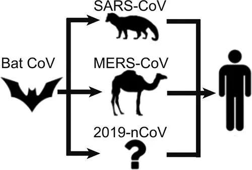 最新疫情宿主研究揭秘，探索未知，揭開真相的科研之旅