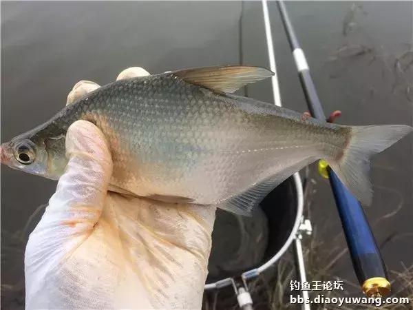 釣魚王最新動態(tài)揭秘，垂釣新時代樂趣與挑戰(zhàn)的探索